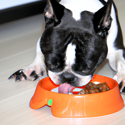 3. בולדוג צרפתי לועס בשמחה ארוחת דיאטה שהוכנה במיוחד עבור כלבים ברכיצפלים.